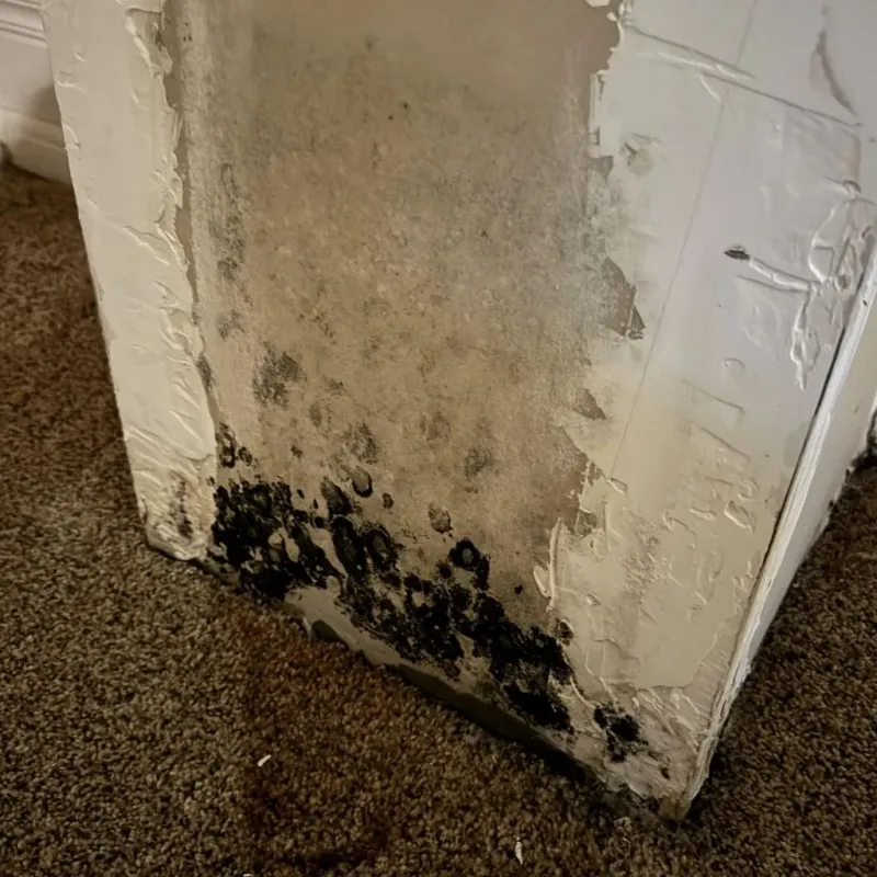 Professional Mold Removal in Princeton, NJ